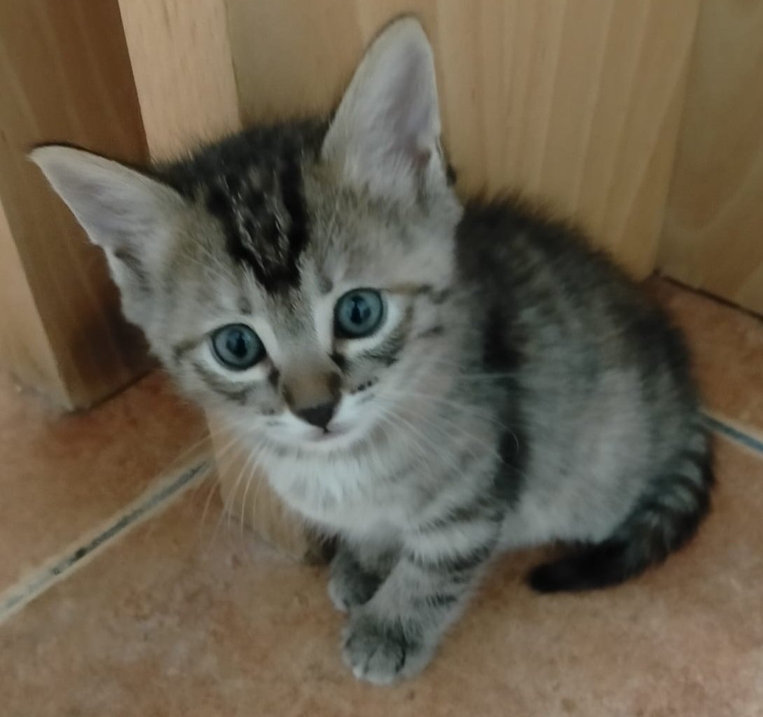 Gazpachette's tweet photo. Hola a tod@s, estoy buscandole una familia a estos 4 bichos que he cuidado desde que nacieron. Nacieron el 11 de junio y están ya desparasitados. Se encuentran en Burujon, Toledo; y se puede mover por la zona y por Madrid. Priorizariamos adopción en parejas . https://t.co/P5kOiAMQug