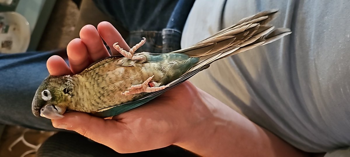 bossssbirds's tweet photo. Bently is such a sweet little yellow sided turquoise. He loves a good hand nap. He's so comfy!
#cute #sleeping #birds #adoptables https://t.co/TZnEhKMelb