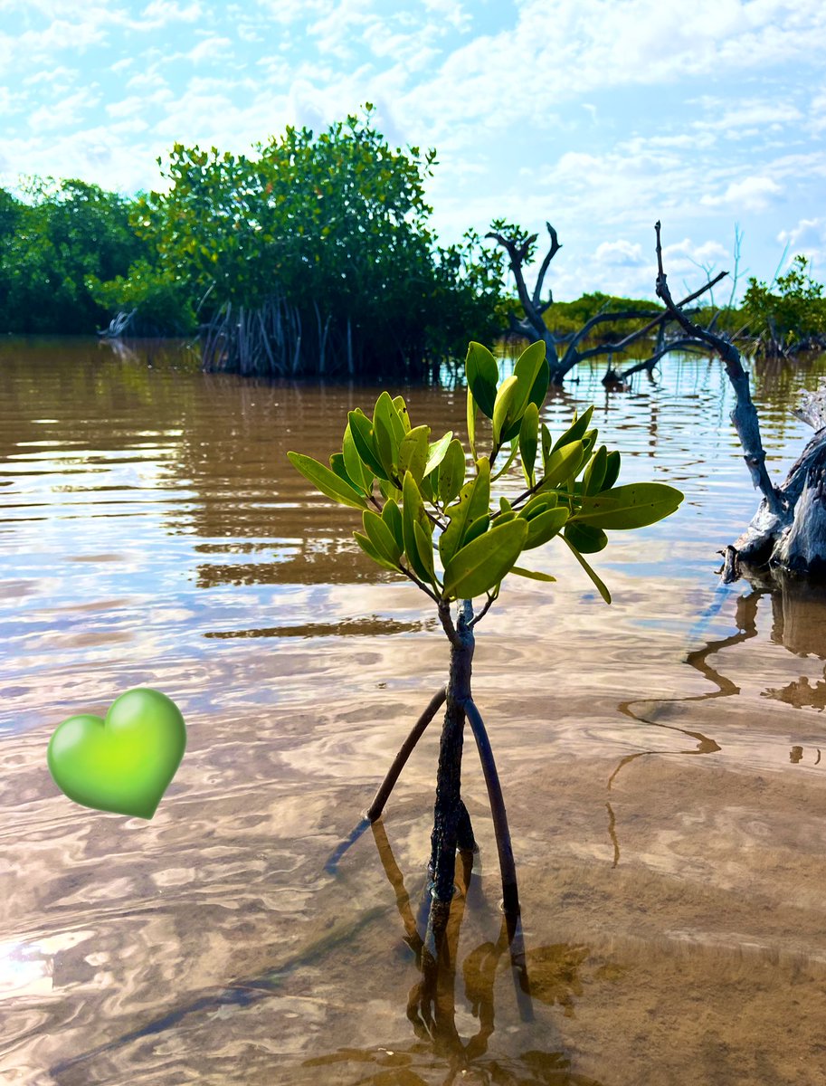 Ya para cerrar este día conmemorativo …
#DíaInternacionalDeLosManglares 
#DíaDelManglar 
#WorldMangrovesDay 
#MangroveDay 
#SpamDeManglares
💚🌱