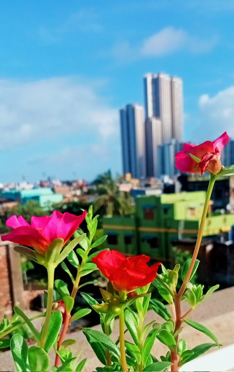 SujitMonda's tweet photo. #morningvibes 
#portulaca
#টাইমফুল
#NatureBeauty 
#NaturePhotography 
#cloudscape
#kolkata https://t.co/QGQapmiEqT