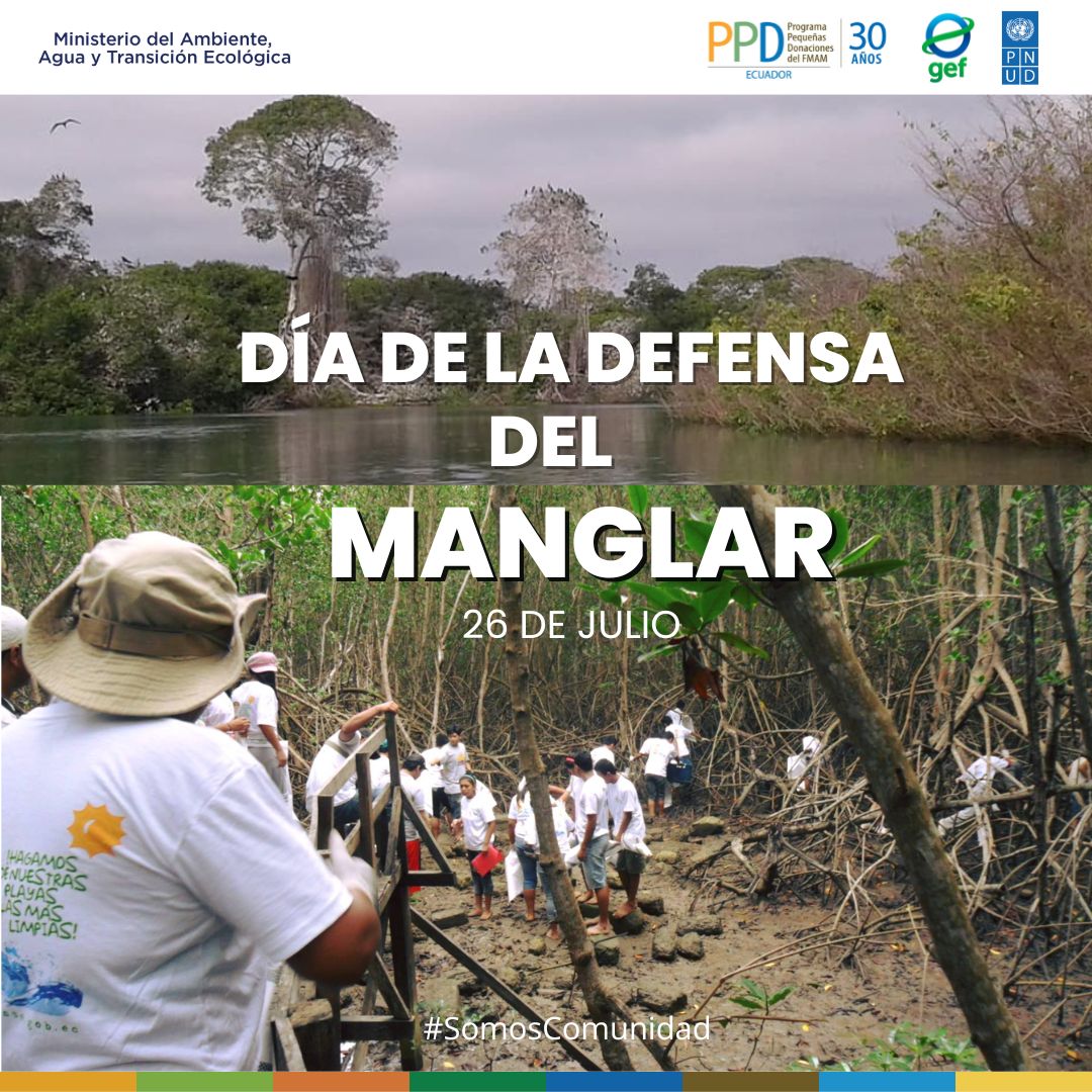 🌅Este 26 de julio celebramos el Día Internacional para la Defensa de los Ecosistemas de Manglar. Los manglares son fundamentales para la biodiversidad, y actúan como barreras naturales contra inundaciones y erosión costera. 🌟 @PNUDEcuador @Ambiente_Ec @GEF_SGP @ciespal