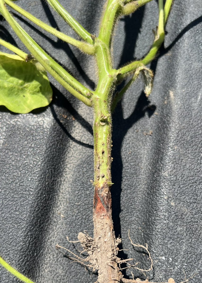 Brett_Leahr's tweet photo. #RedCrownRot is showing up in fields in parts of Western IL and Central IL
Here are some key take aways regarding this relatively new to us disease
.@AgriGold https://t.co/eF67fflLU4