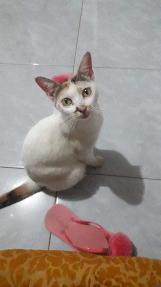 LAdinoto's tweet photo. @tanyakanrl Sitiku baru berpulang minggu kemarin, padahal pas pagi masih makan, eh sore udah terbujur kaku:(( ketemu gede sm kucing ini 2017, 2023 skrg ngerasa kosong gaada yg bolak2 ngalangin jalan dirumah lagi:(( https://t.co/B49ZWxA1G0