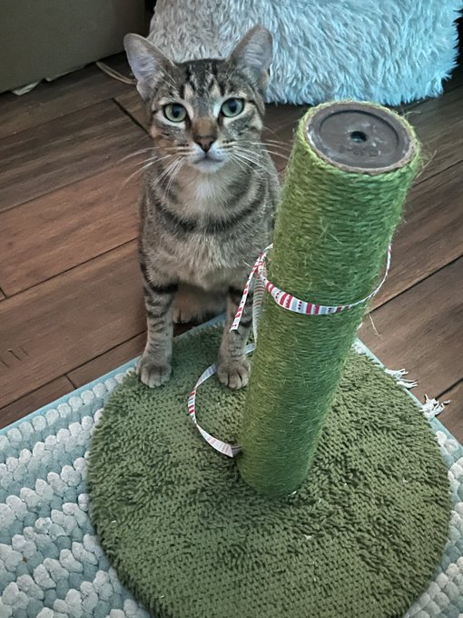 the gummies are hitting and why is she always judging me lolol https://t.co/dLjpG6LeMW