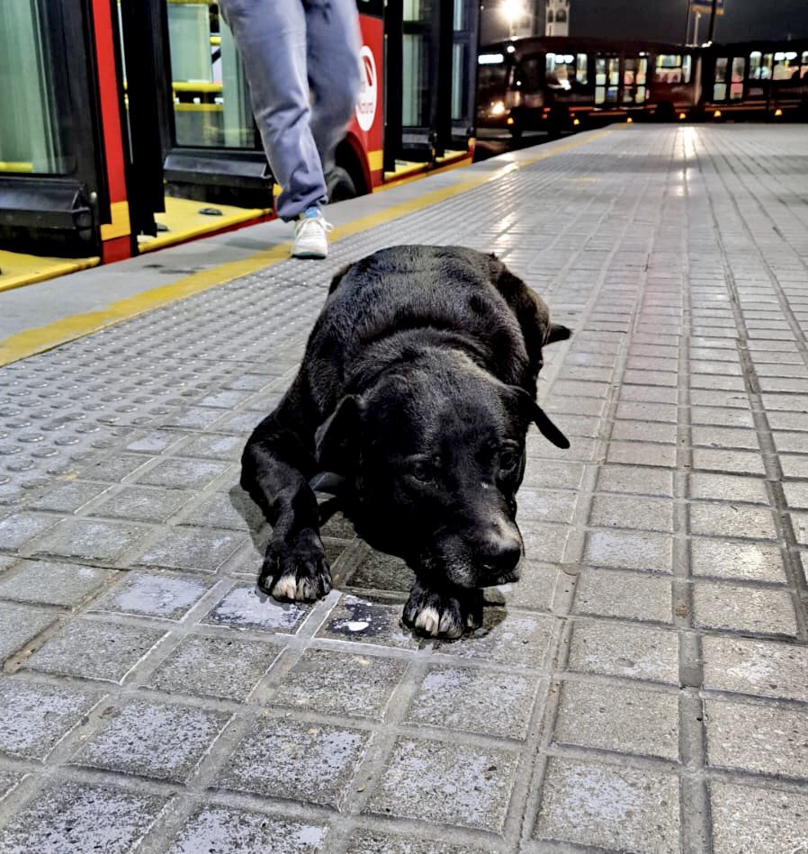 TransMilenio's tweet photo. Este peludo 🐾se encuentra en Portal 80, ayúdanos a difundir su foto para localizar a su familia 🙌🐶 https://t.co/tGGcUPeOlk