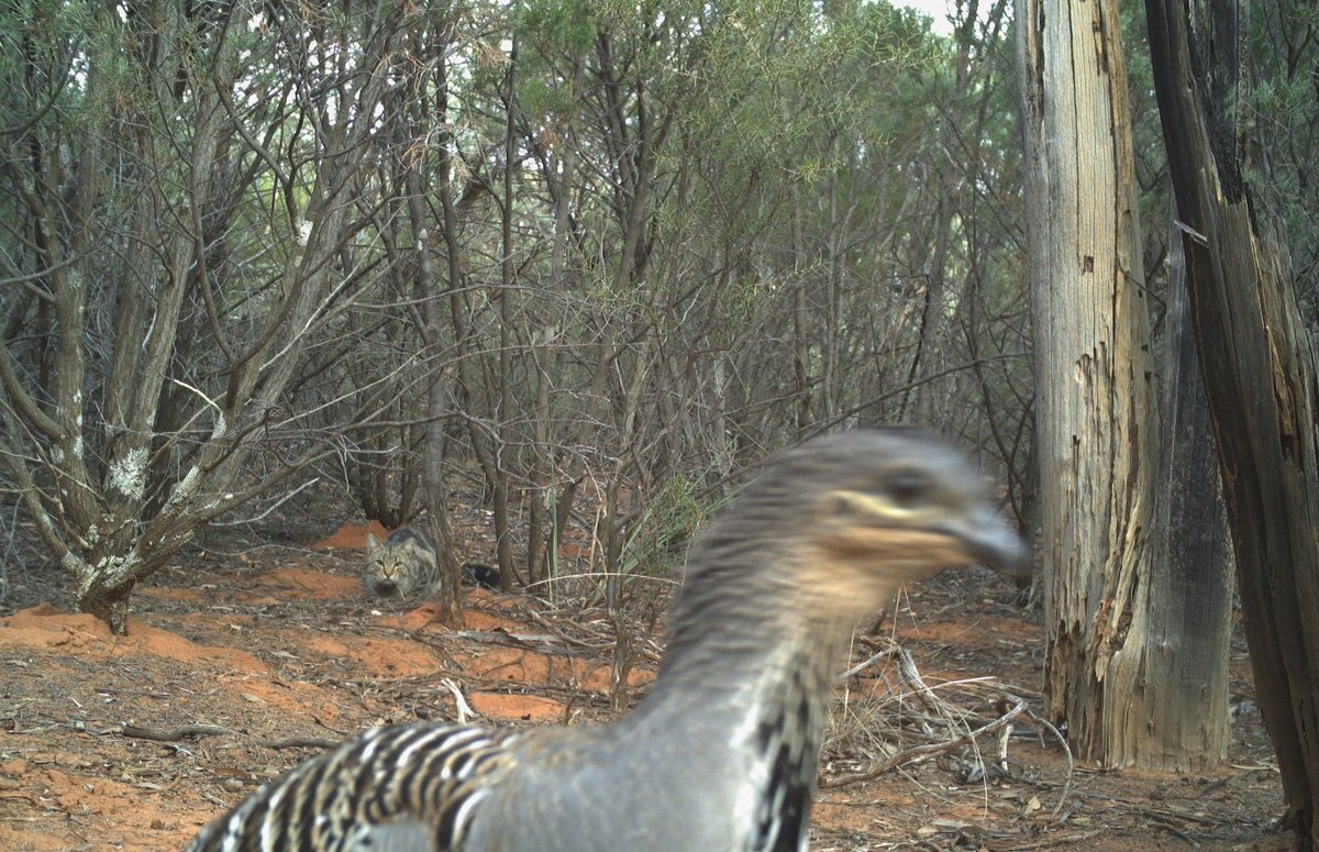 A #feralcat watching an endangered #malleefowl We’re getting some amazing insights from our #cameratraps 
#PEST research