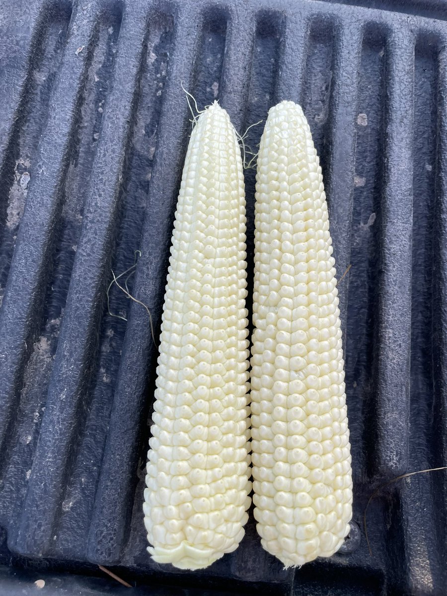 Paul Kassel tweet media