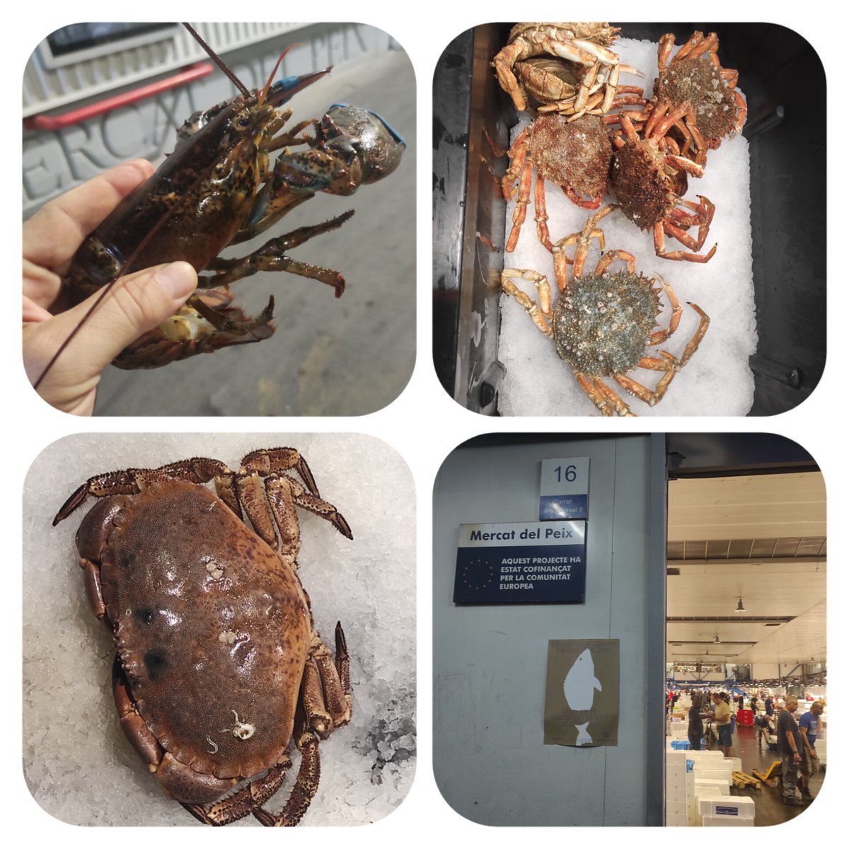 marc_esteve's tweet image. Bon dia !!

Aqui amb el #peix #mercatdelpeix

#menjadorescolar
#comedorescolar