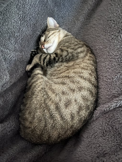 if you look close you can see her little toe beans https://t.co/MPg0qT8He3