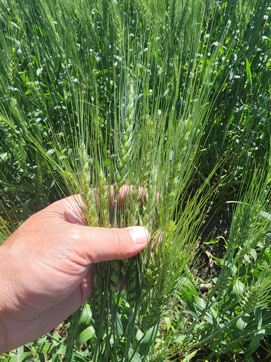 Ross Guenther tweet media