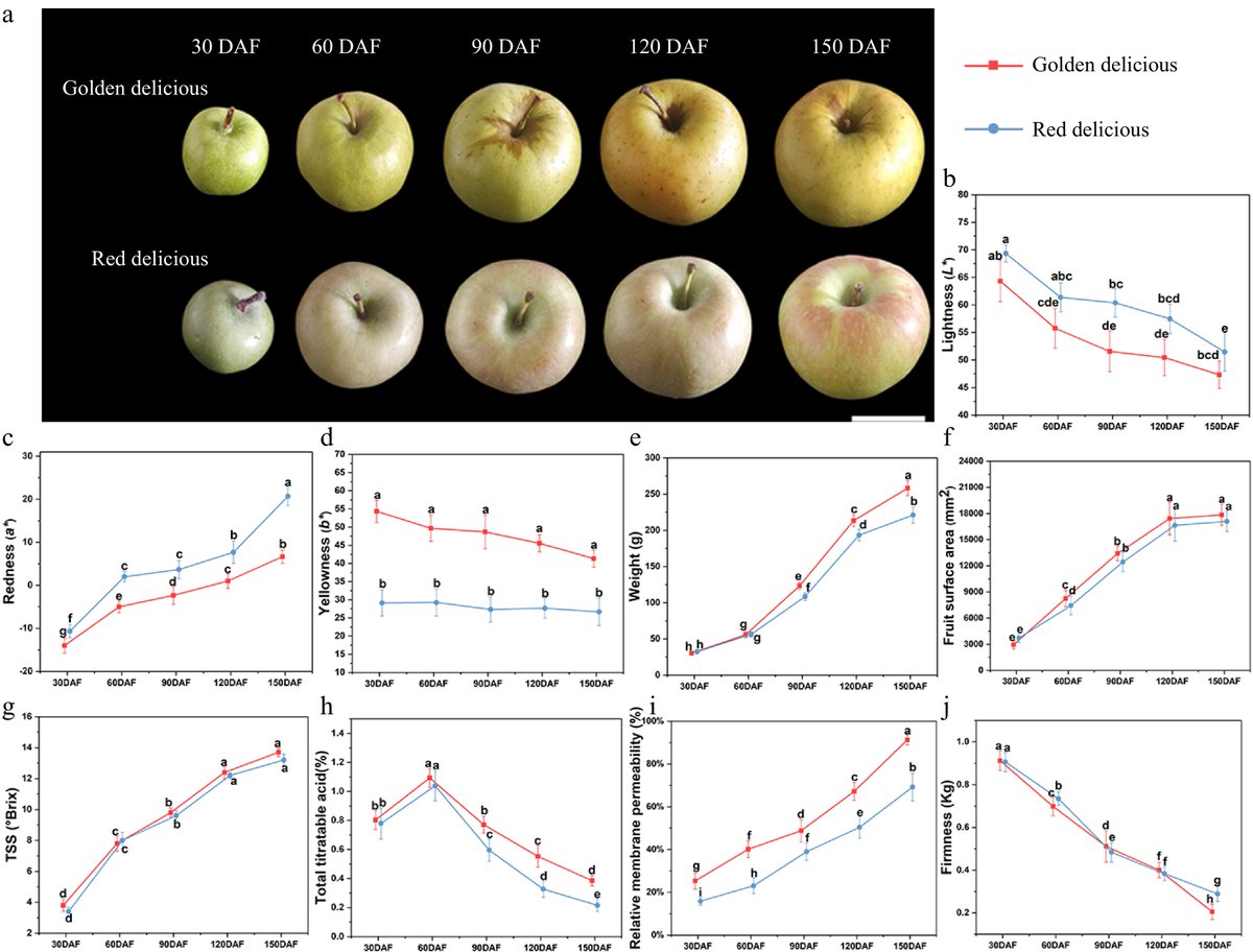 HortiPlant's tweet image. Cracking the apple wax mystery! This study examines the development and composition of cuticular wax, shedding light on its biosynthesis and regulatory mechanisms. #AppleWax #FruitDevelopment
maxapress.com/article/doi/10…