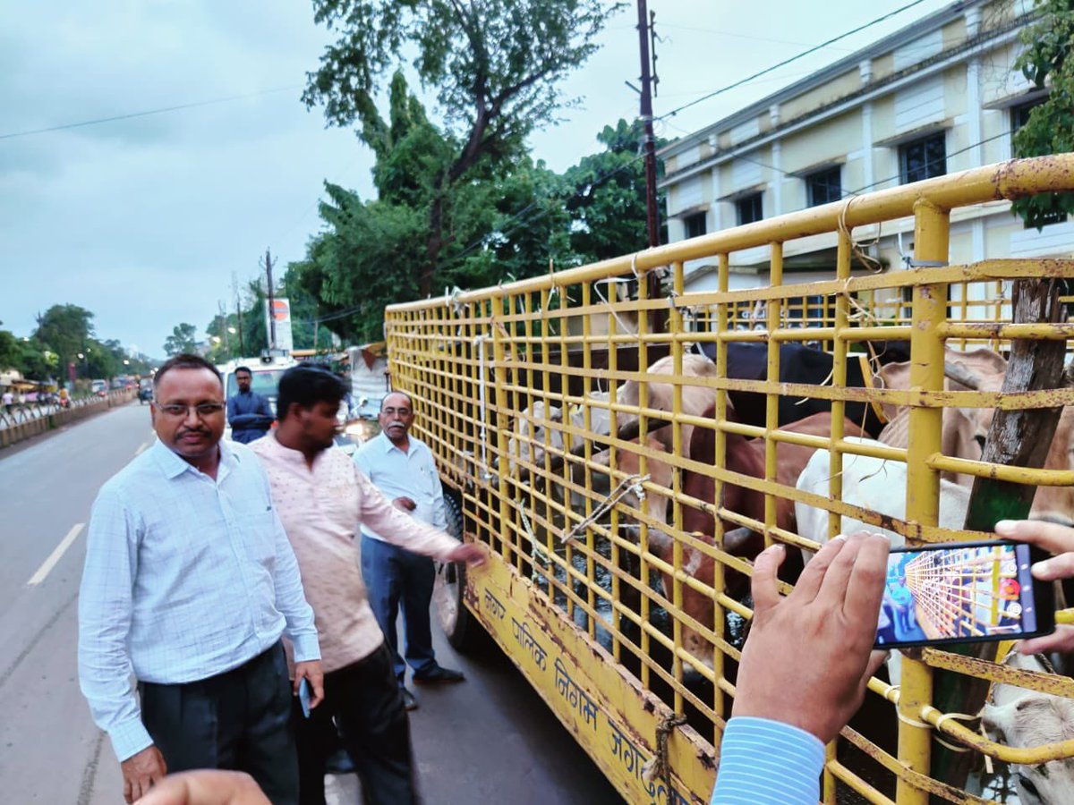 IASTripathiCG's tweet photo. #ULB जगदलपुर परपा स्थित गौठान ले जाया गया । #Relocation #StrayCattles #JointActivity #VeterinaryAndNN #AnimalProtection #AnimalWelfare @ChhattisgarhCMO @RChoubeyCG @amitabhjn @KPSingh_IAS @DPRChhattisgarh @Dept_of_AHD #RadiumBelts https://t.co/GU66oQwy6v