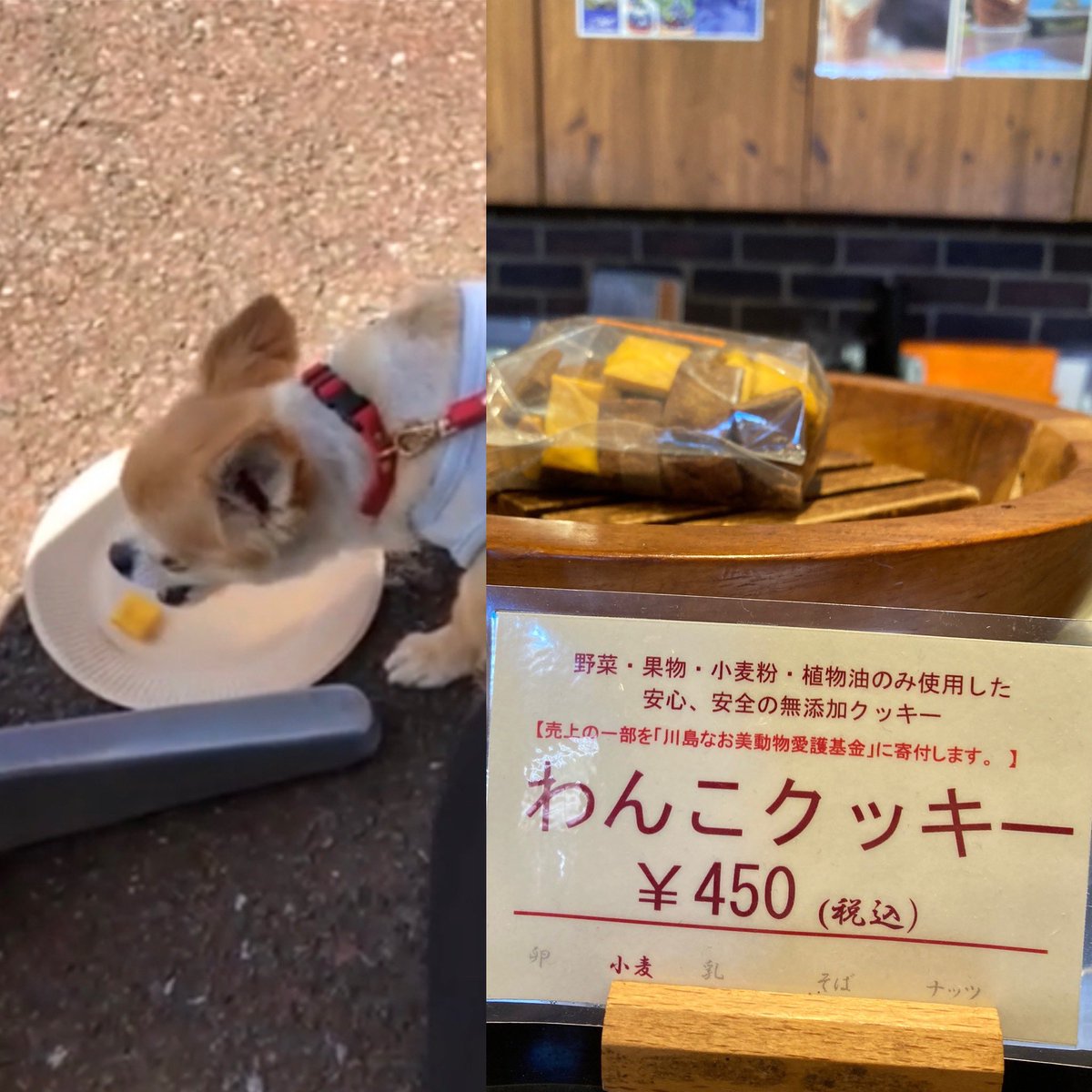 nnnnon24's tweet photo. 東京より5度涼しく
木陰が気持ちよく
風の心地よさを感じれたお散歩でした。

#一夜城YorofzukaTarm 
#小田原
#わんこクッキー
#川島なお美動物愛護基金 
#石垣山一夜城歴史公園
#チワワ#犬#実家の犬#かわいい#シニア犬#シニア犬11歳
#chihuahua#dog#pet#stuffed dog #cute#a cat at home cat https://t.co/sx45Y3aXti