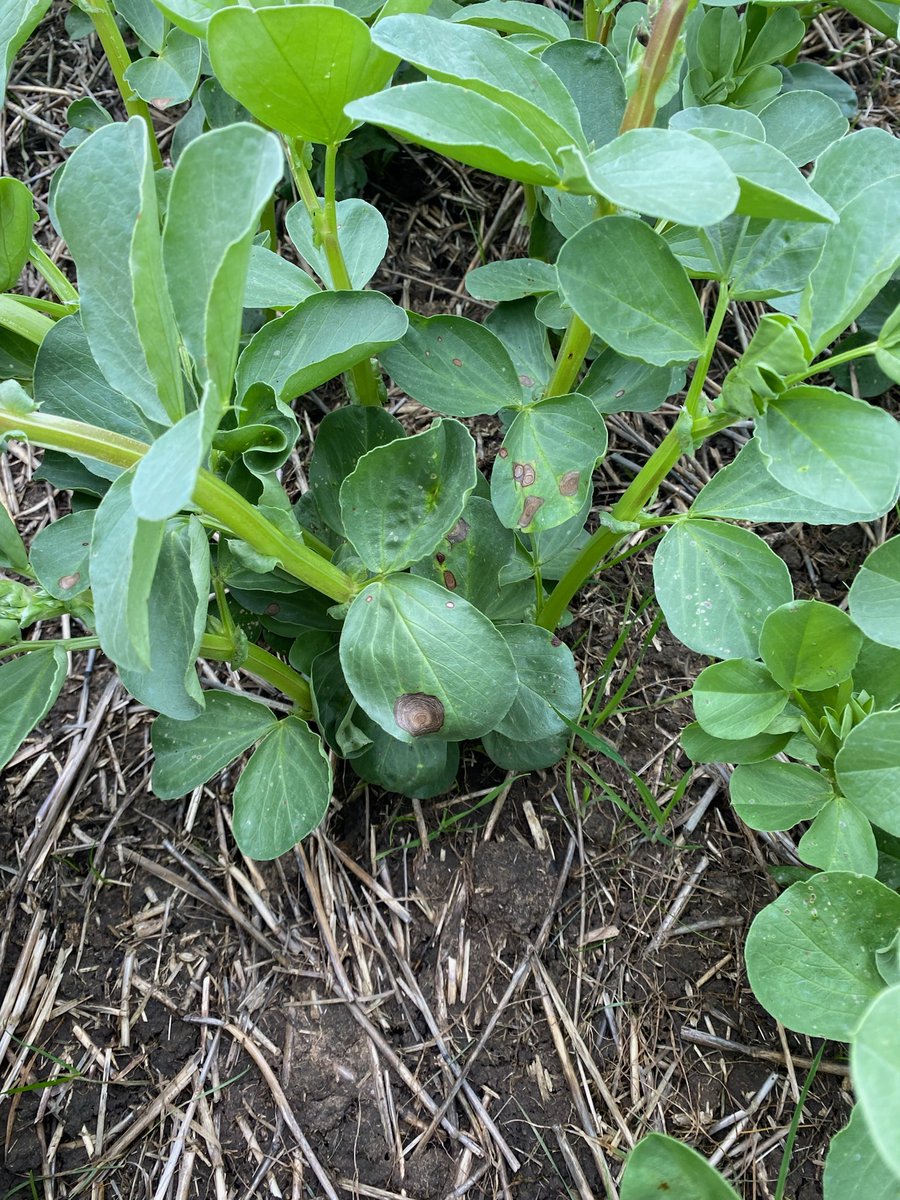 Sara Blake (@sara_n_blake) on Twitter photo Cercospora leaf spot on faba bean crops around Bordertown (SA & Vic) has been reported. <a href="/CropWatchSA/">Crop Watch SA</a>
Soil borne disease, more common in paddocks with long term bean cropping & promoted by rain (eg. June rainfall).
React where necessary.
Thanks to <a href="/buckets4444/">Nathan Tink</a> for photo Cercospora leaf spot on faba bean crops around Bordertown (SA & Vic) has been reported. <a href="/CropWatchSA/">Crop Watch SA</a>
Soil borne disease, more common in paddocks with long term bean cropping & promoted by rain (eg. June rainfall).
React where necessary.
Thanks to <a href="/buckets4444/">Nathan Tink</a> for photo