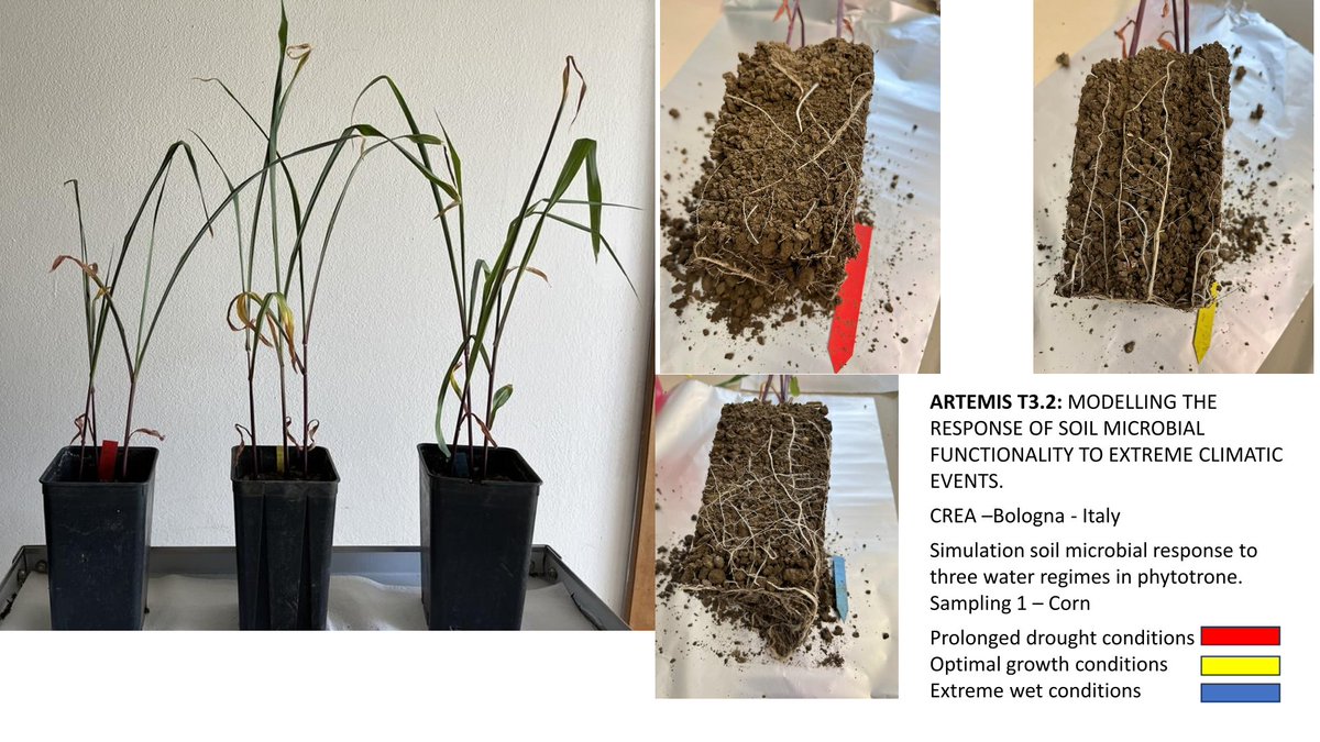EJPSOIL_Artemis's tweet photo. @CREARicerca ongoing #potexperiments on #maize modelling the response of #soilmicrobial population to 3 water regime, from #drought to extreme wet condition #climateextreme #phytotrone #maize @EJPSOIL https://t.co/94wspmHtYq