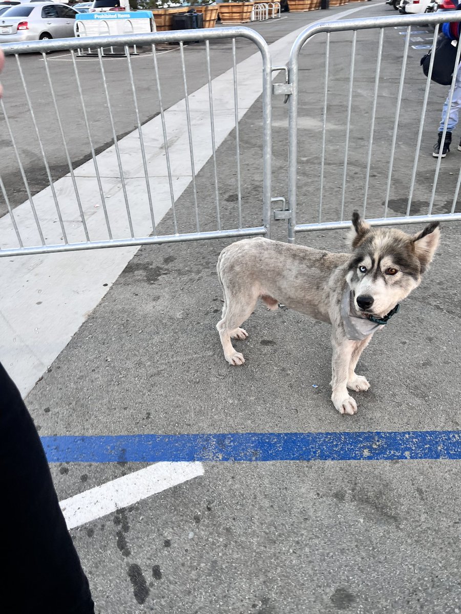 SusieCastillo's tweet photo. @SoFiStadium this furbaby is currently roaming near the busy parking lot at the stadium. Just saw him by the crosswalk. Can someone help him? #lostdog https://t.co/kIw3IS0dMJ