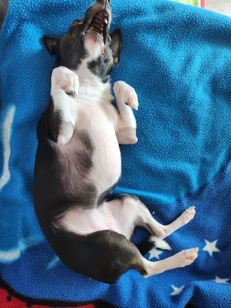 JoeHungloRedux's tweet photo. Power off. 🔋🔋
#PuppyLife #Ratcha https://t.co/7qy81OEORI