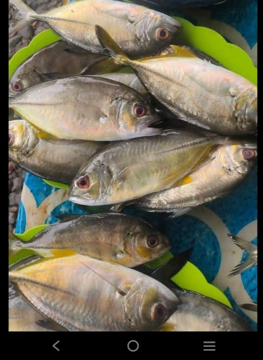 PiSunarsi's tweet photo. Kamis, 27/07/2023. Sunarsi Ibrahim. Luhkan Kab. Halmahera Selatan, melaporkan hasil penjualan ikan bobara, KUB Teluk Babang, bpak asis sebanyak 20 Kg, dengan harga jual Rp. 20.000/Kg,
#GiatLuhkanSatminkalAmbon 
@BP3_Ambon 
#HalSel https://t.co/KeUiheSfEX