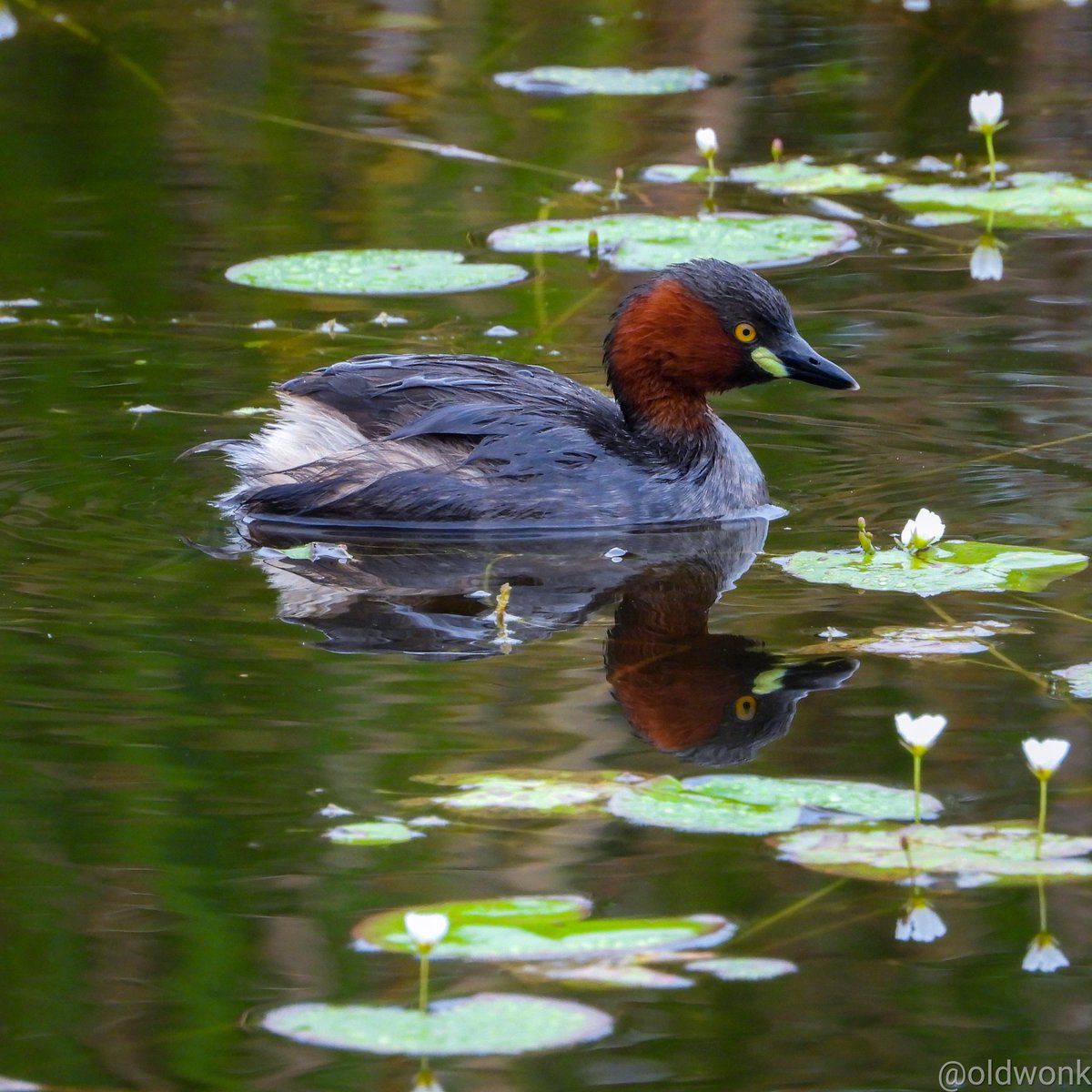 Little Grebe (Tachybaptus ruficollis)

Vetal Tekdi, Pune. July 2023. 

#IndiAves #BirdsSeenIn2023 #BirdsOfVetalTekdi #BirdTwitter #TwitterNatureCommunity #BBCWildlifePOTD #Framed #ThePhotoHour #SaveVetalTekdi