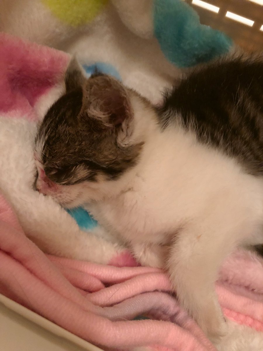 hanamaru428's tweet photo. 実は7月15日の夜、仕事から帰宅中の山中で衰弱した子猫を保護しました。
夜遅かったので病院も閉まってるし、とりあえずシリンジで子猫用ミルクを飲ませてみたり、身体をあたためたりと、思いつく限りの事をしながら翌朝までなるべく目を離さず見守りました。呼吸が早くて本当に心配だった😿
続く… https://t.co/AHtj4MfWD3