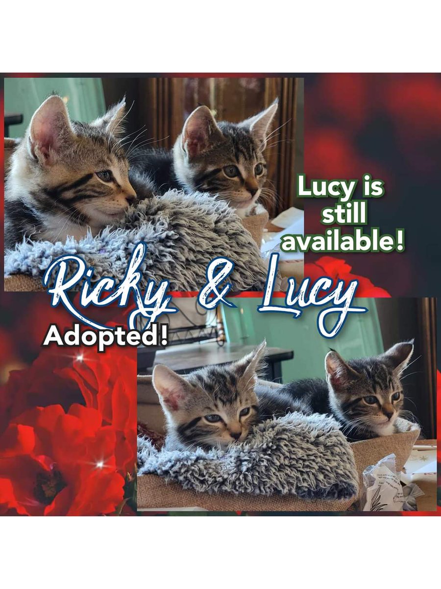 PartnersForPetsCats tweet media