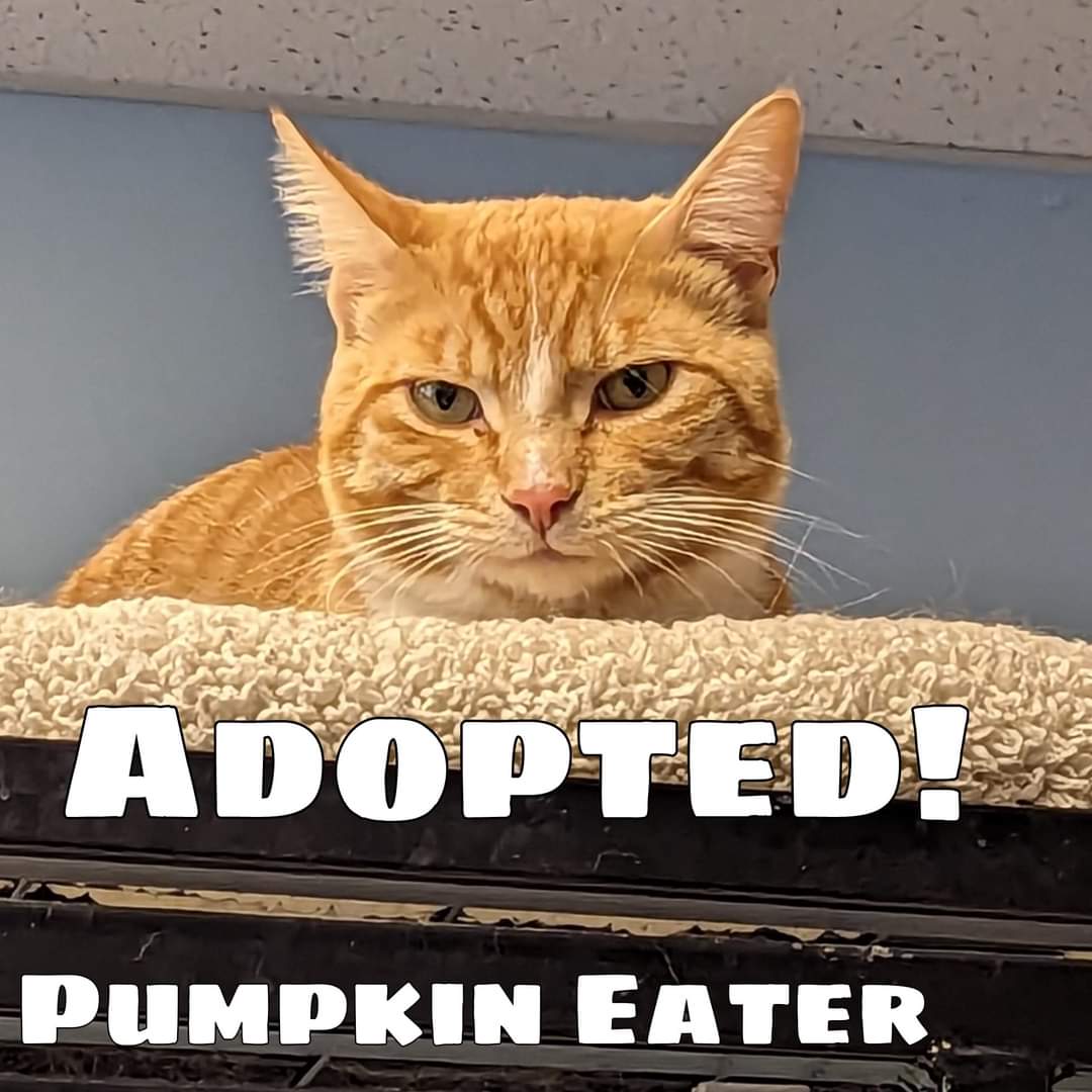 PartnersForPetsCats tweet media