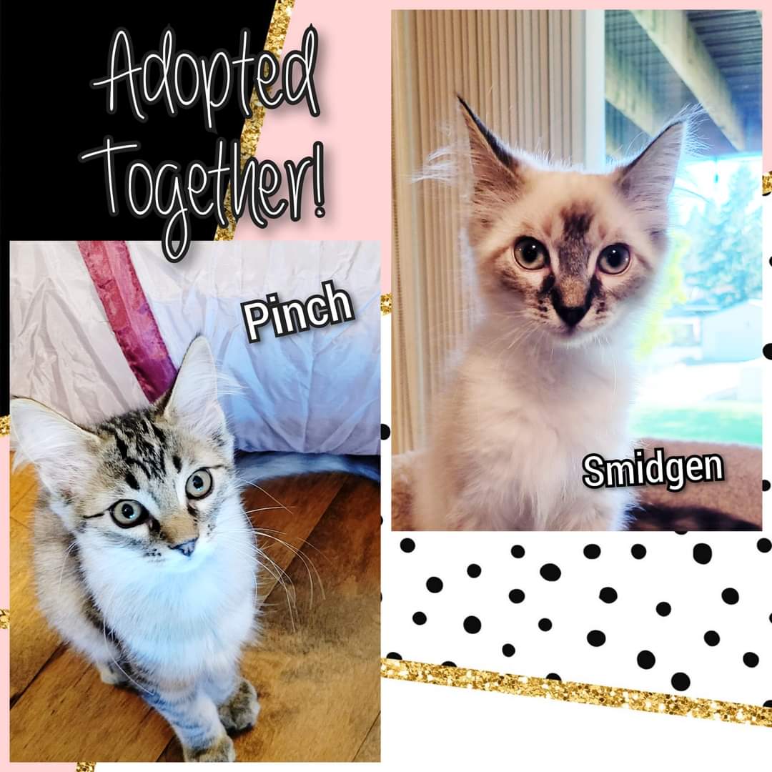 PartnersForPetsCats tweet media