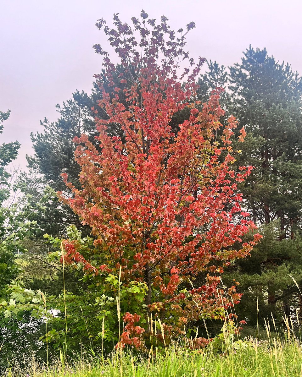 MichelleKisil's tweet image. Yup!  It’s real! 
Views from a quick walk tonight! 
Fall is my favourite but this is early, even for me! 
#GetOutside (before summer is over 😉) #MapleTree #TimesTheyAreAChangin (as are the leaves 🍁 😎) #MyOttawa #Canada
