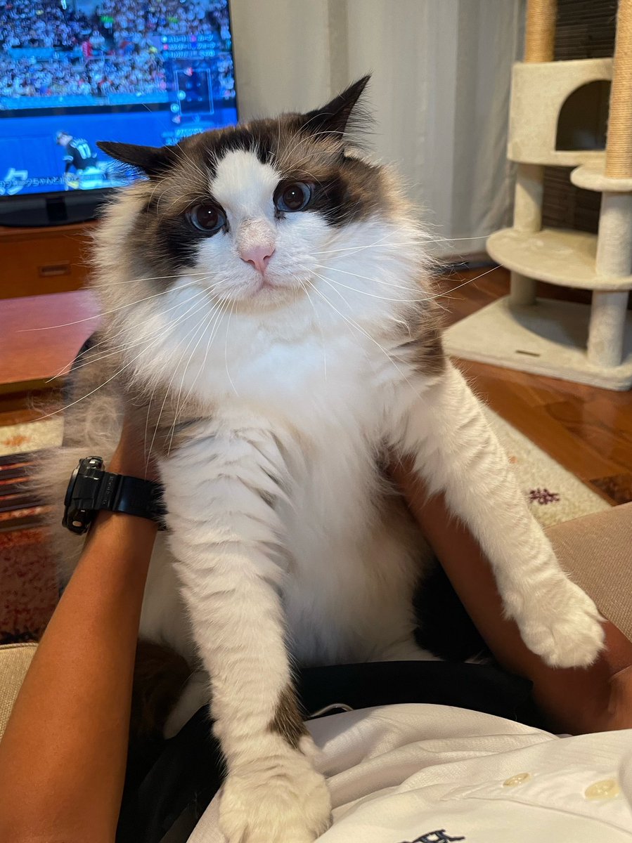 抱っこを我慢しているモフモフ🐾

＃猫 ＃ラグドール
#ねこのきもち
#抱っこはご遠慮ください