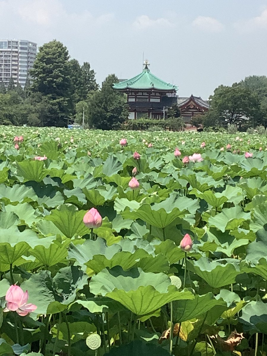 ronmama93's tweet photo. 不忍池暑いけど涼しい風景 https://t.co/WmHpDOwwP1