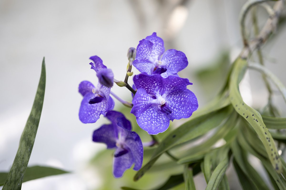 Plant of the Week. Vanda 'Blue Samurai' is a species of orchid found in warm, humid environments. These species are epiphyte and live in the gaps of tree bark or scramble through branches. We grow this stunning orchid in our middle glasshouse.