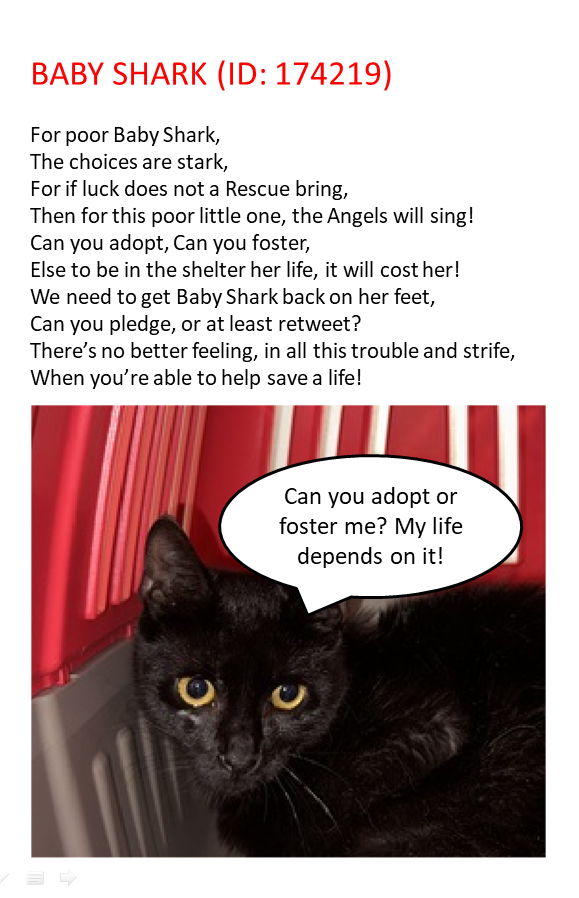 Uniquepoems4u's tweet photo. ๐#URGENT TBD/EUTH TODAY 07/27/23!!๐
#NewYork #NYC #NYCACC #Cats #AdoptDontShop #Rescue #Mathattan #Brooklyn #pledge2savealife #CatsOfTwitter #CatsOnTwitter #pledge #Adopt #Foster #Anipals #BlackCat #Cats
Facebook: https://t.co/S3lVn5I9uu
Amsterdog: https://t.co/i3NS4zZD17 https://t.co/oWumz6I9Q0