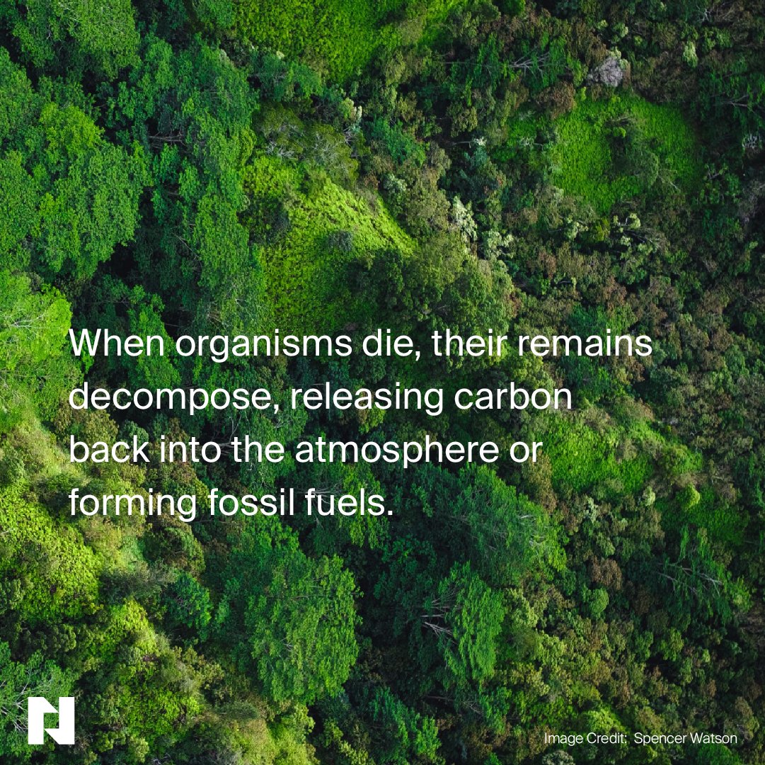 What is the carbon cycle? 

A widely debated topic, the carbon cycle is often misrepresented in climate change misinformation. 

⬆️Read more to find out the truth about the carbon cycle.

#carbon
#greenwashing
#carbonemissions