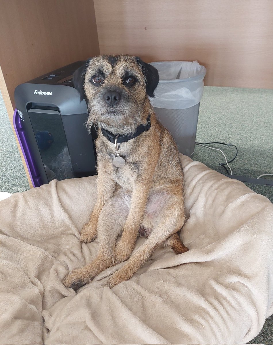 I was an office dog yesterday 🐕 Hoosis said I was very well behaved but here is me in a grump because my dinner was late 😮 #BTPosse