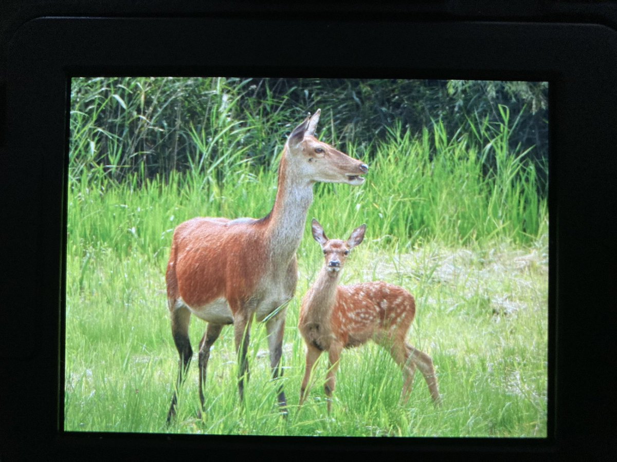 SHookway88's tweet photo. First time visiting @RSPBLeightonM yesterday. Amazing wildlife and a beautiful reserve. This red deer hind and her fawn put in an appearance at one of the hides 🥰 (quick snap of camera screen). Thank you for a lovely day, and for the tips shared at the welcome desk! https://t.co/QgMkbU1jy0