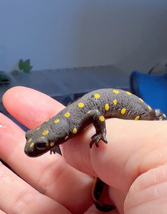 ストラウヒツエイモリ 2020CB