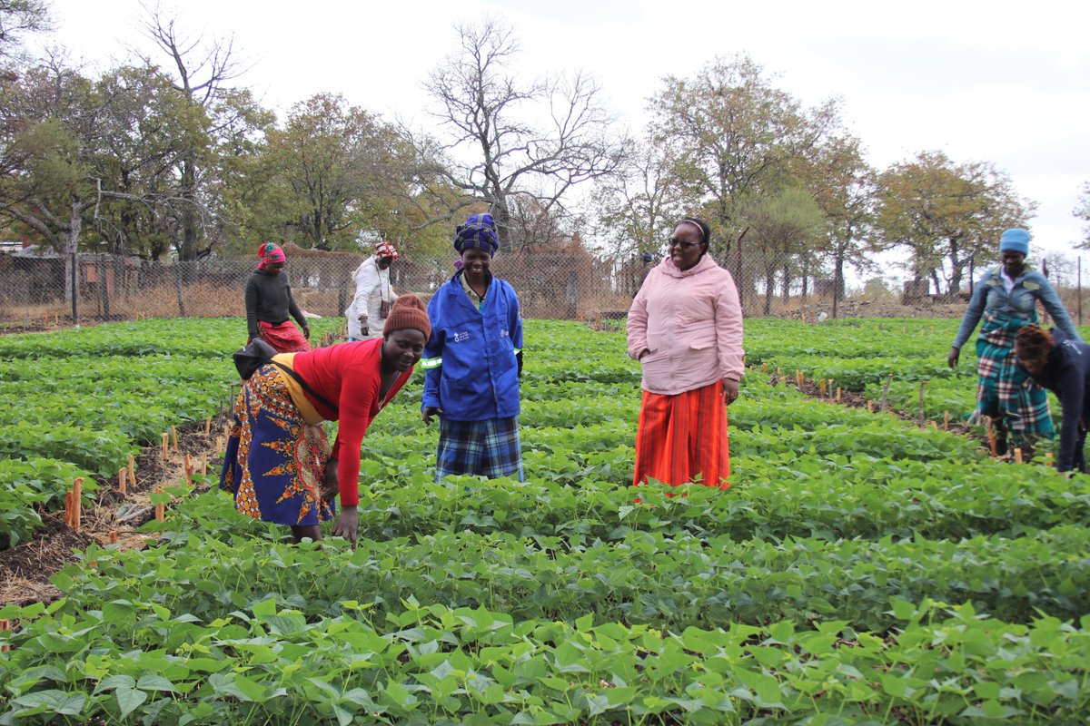 nutriactionzim's tweet photo. #Tbt
@nutriactionzim board chair Dr Nyanga and the executive director were in Mwenezi to appreciate the BHA funded #IntegratedLivelihoodsproject and the @FranceZimbabwe funded project being implemented in the district
#AZimbabweWithoutMalnutrition https://t.co/6QI5yy6ltN