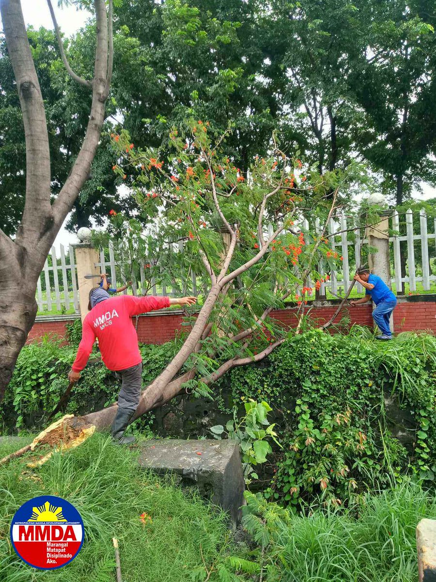 MMDA's tweet image. Natumba ang mga puno sa magkahiwalay na lugar sa Taguig at Quezon City dahil sa malakas na hangin na dala ng Bagyong #EgayPH ngayong araw.

Agad namang rumesponde ang mga tauhan mula sa MMDA Metro Parkways Clearing Group (MPCG) sa C5 Heritage para ito ay putulin at linisin ang…