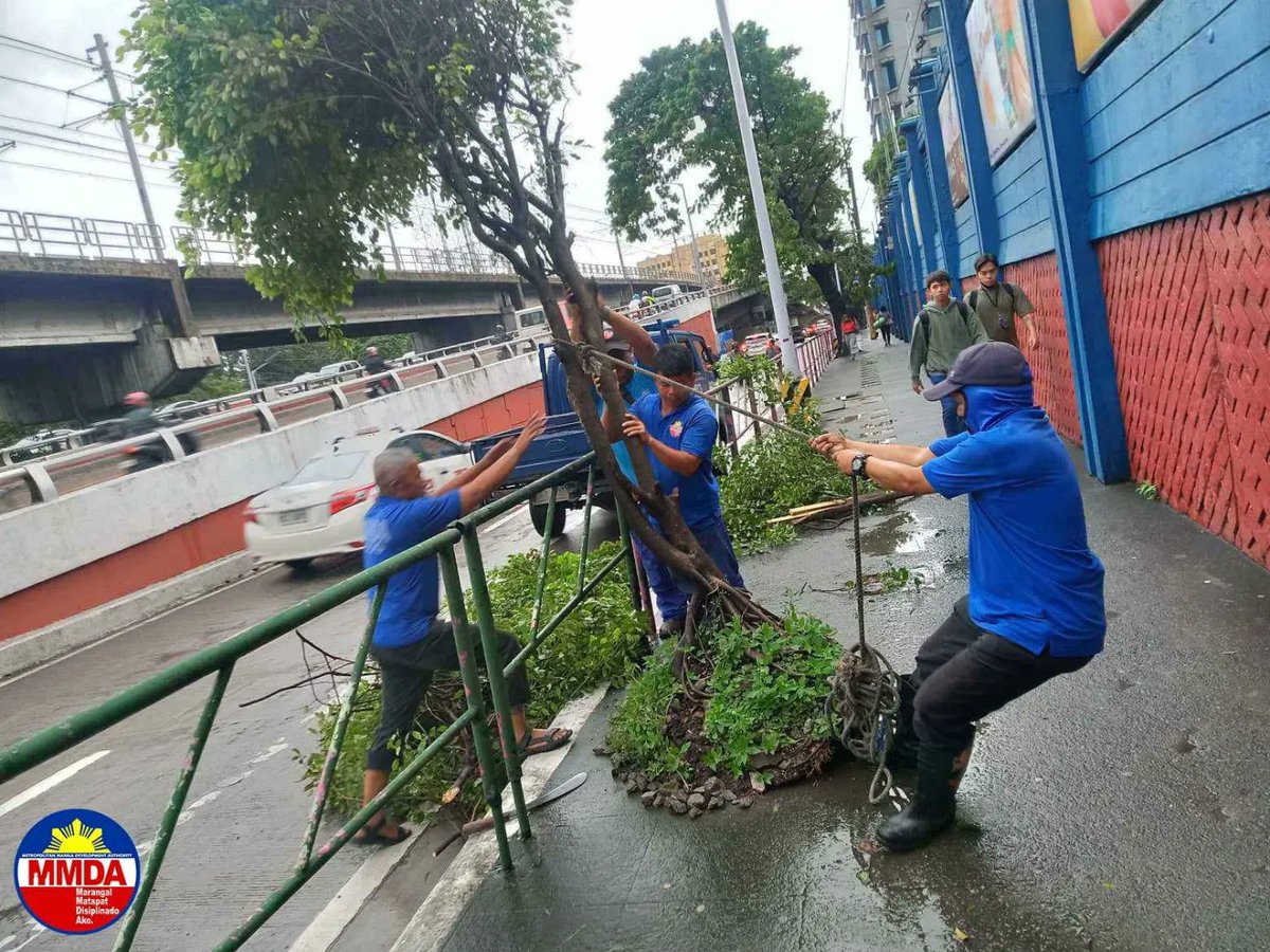 MMDA's tweet image. Natumba ang mga puno sa magkahiwalay na lugar sa Taguig at Quezon City dahil sa malakas na hangin na dala ng Bagyong #EgayPH ngayong araw.

Agad namang rumesponde ang mga tauhan mula sa MMDA Metro Parkways Clearing Group (MPCG) sa C5 Heritage para ito ay putulin at linisin ang…