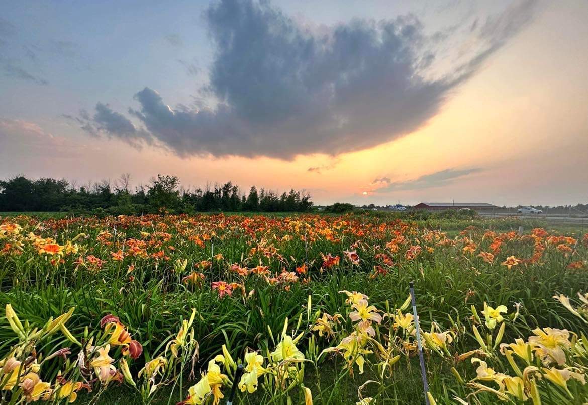TattoodGardener's tweet photo. In a field of dreams... Creating new varieties of daylilies #hemerocallis #hybridizer #daylily #horticulture #thetattooedgardener https://t.co/sL1LRWmsYt