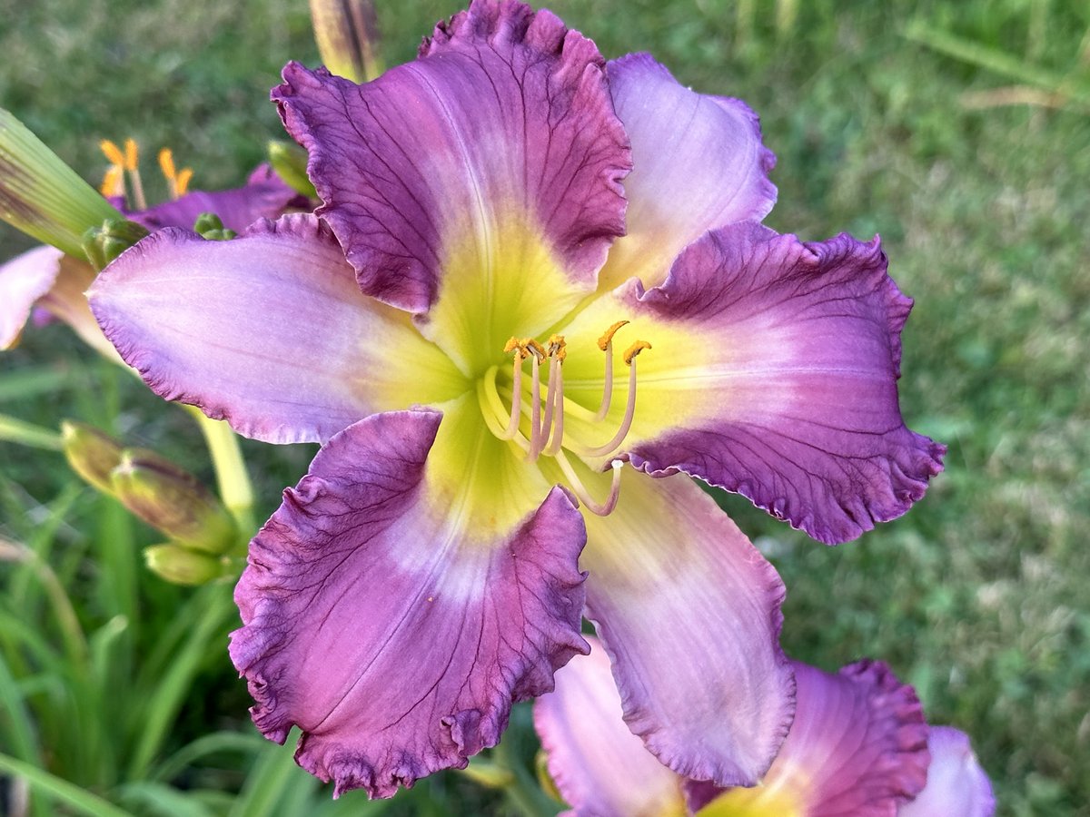 TattoodGardener's tweet photo. In a field of dreams... Creating new varieties of daylilies #hemerocallis #hybridizer #daylily #horticulture #thetattooedgardener https://t.co/sL1LRWmsYt