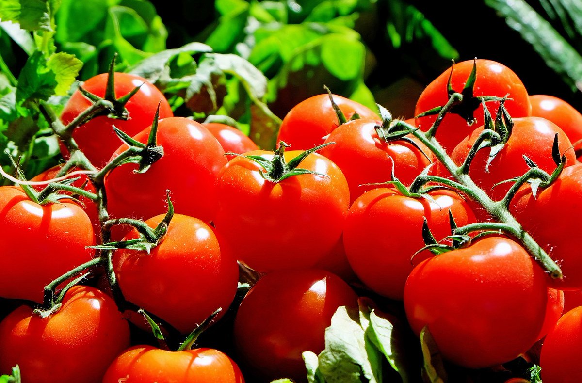 agrisera's tweet photo. "ASYMMETRIC LEAVES 2 and ASYMMETRIC LEAVES 2-LIKE are partially redundant genes and essential for fruit development in tomato" with Agrisera antibodies to HSP70.
To article: https://t.co/cssZUmyY3M
#SlAS2 #SlAS2L #celldivision #cellexpansion #fruitdevelopment #fruitsize https://t.co/BCSpxN9jZd