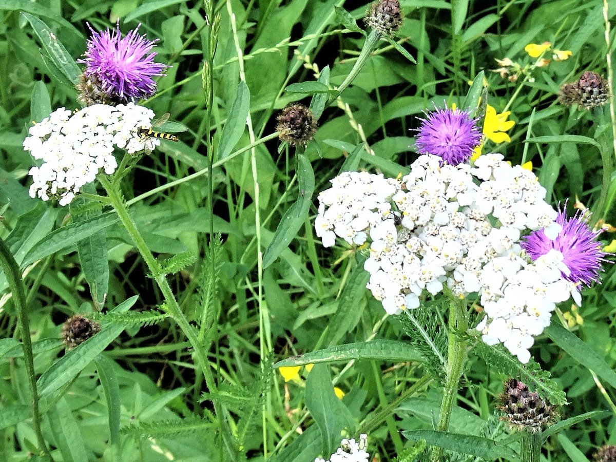 From #mywalk.... 💜🌿🤍🌿💛 @ThePhotoHour @StormHour @StormHourMark @lebalzin @YourAwesomePix @TheWEGWorcester #WorcestershireHour #wildflowers #TwitterNaturePhotography #ePHOTOzine