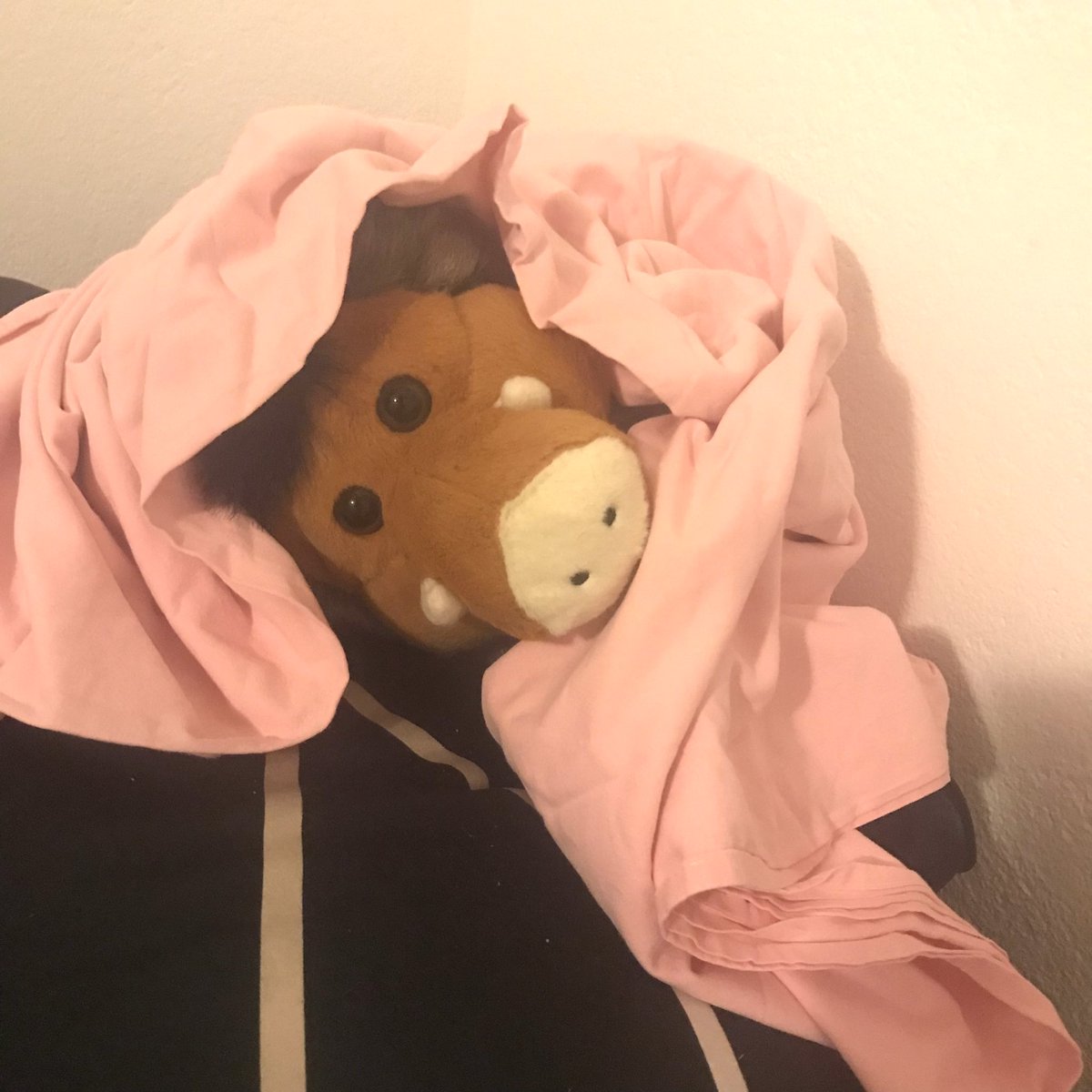 Hallo! Ich bin Corsi. 🧵
Bin gestern zu neuen Menschen gezogen. 
Habe super geschlafen.
Muss jetzt zum Frühstück.