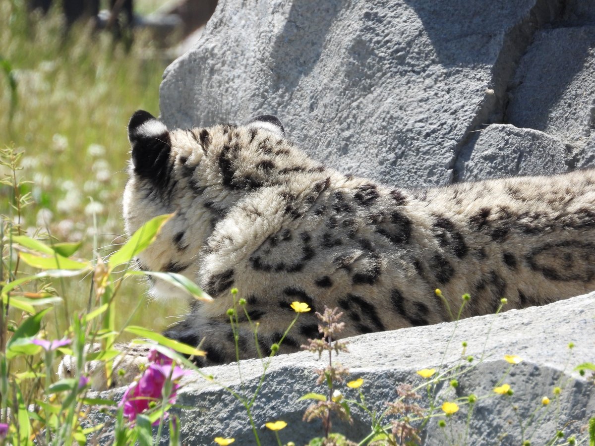 WelshMountainZo's tweet photo. Who can guess who this is in this photo? 😻 Let us know in the comments below 👇

#WhoAmI #CanYouGuess #OurCats #SupportingConservation #WelshMountainZoo #NationalZooOfWales #Eryri360 #TenTop https://t.co/HqmFUrgLY1