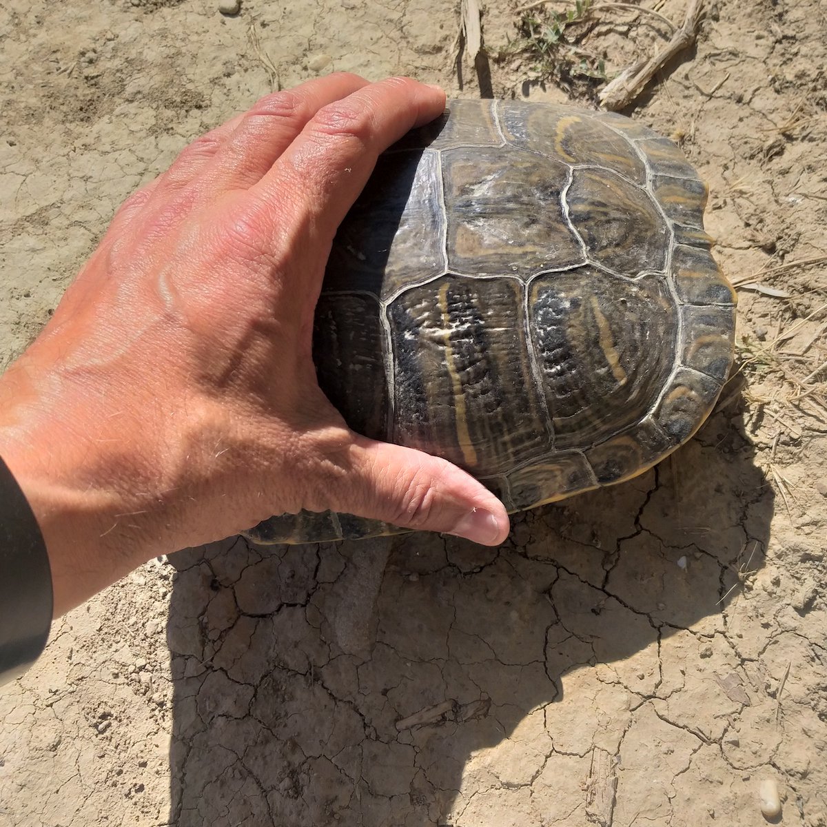 Galapago de Florida, lo que me faltaba por encontrar en una viña! Que inconscientes los que abandonan mascotas exoticas, hacen un gran daño a las especies autoctonas por su voracidad, no hay mas que ver el tamaño de este chiquitin, ya entregado a las autoridades