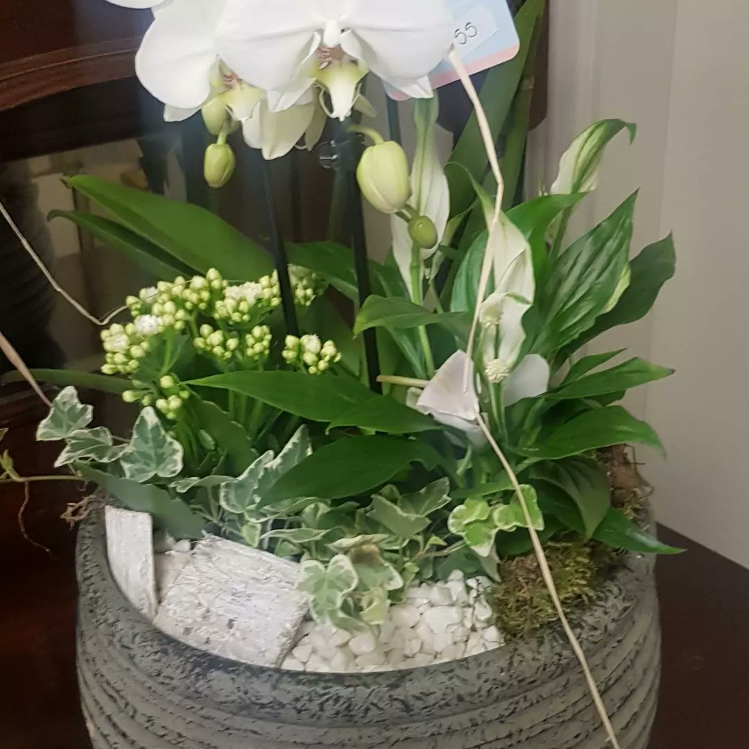 Beautiful orchid arrangements. A great gift for someone special. 
#Stór #shoplocal #siopa #Stór #Gibbstown #stór #Gibbstown #stór #biaagusblathainna #foodandflowers