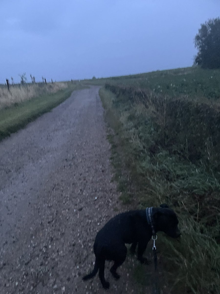 KingKurt046's tweet photo. #morngwalk #doggywalk
#kletsnat #EarlyAutumn #RainRainGoAWayGoAway https://t.co/Ke8PZfkD6i