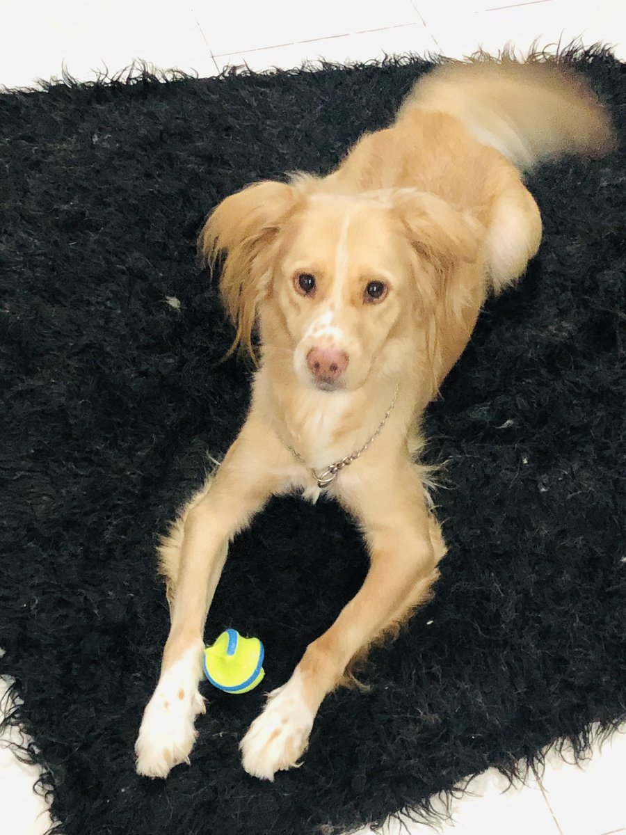 andypawis's tweet photo. Después de un laaaarrgoo día !!! Ella me espera con su mejor carita!! https://t.co/pPSfy9uPIC