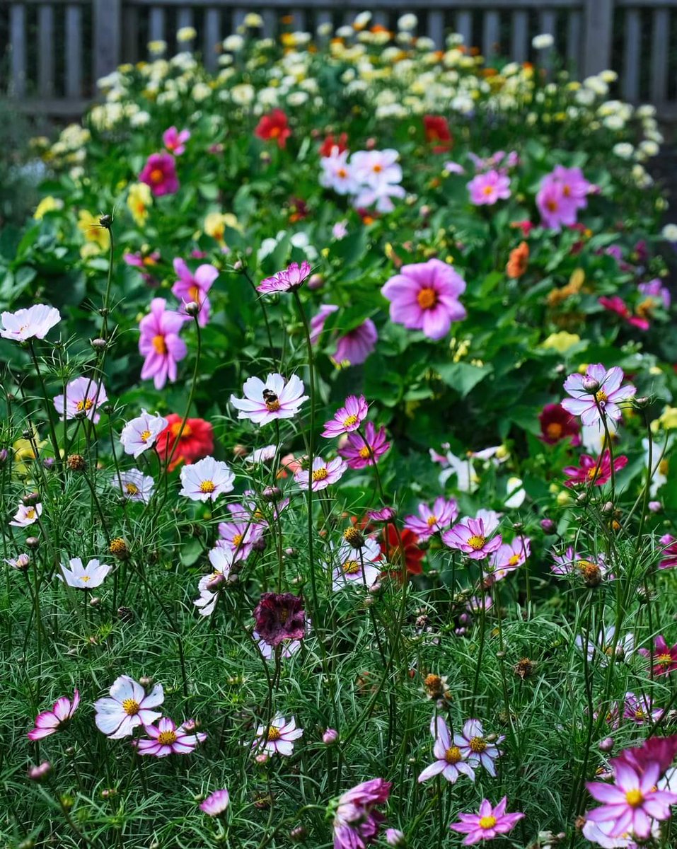 cliveahicks's tweet photo. Colourful detail #hidcote #nationaltrust https://t.co/IwqycxTp31
